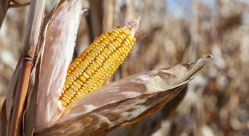 Szélsőségekre hangolva – megérkeztek a DEKALB idei újdonságai