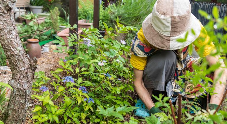 Kertészkedési tippek a választásokig és tovább