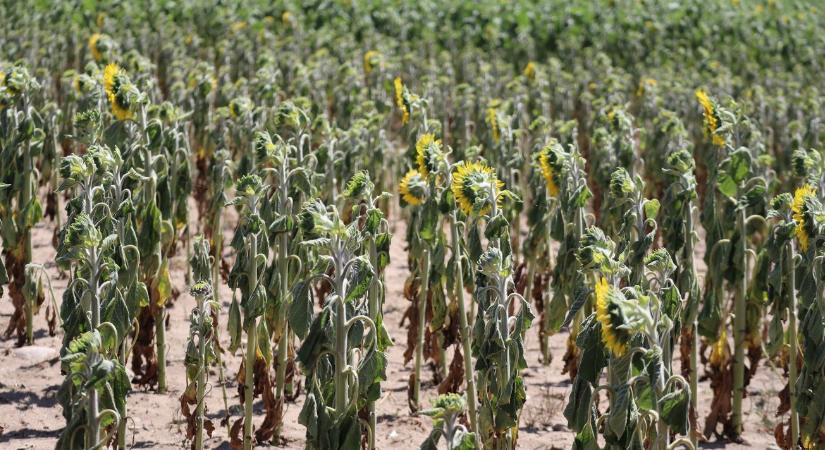 Fizetési moratórium az agráriumban: kinek jár és meddig tart?