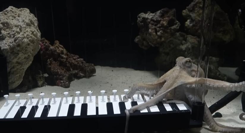 Megtanítottak zongorázni egy polipot – videó