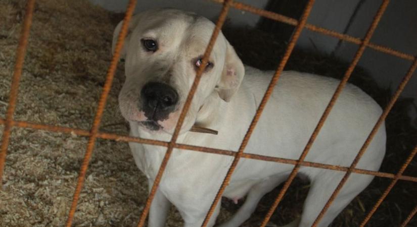 Kiadták a tájékoztatót: ez történik a város kutyáival decemberben