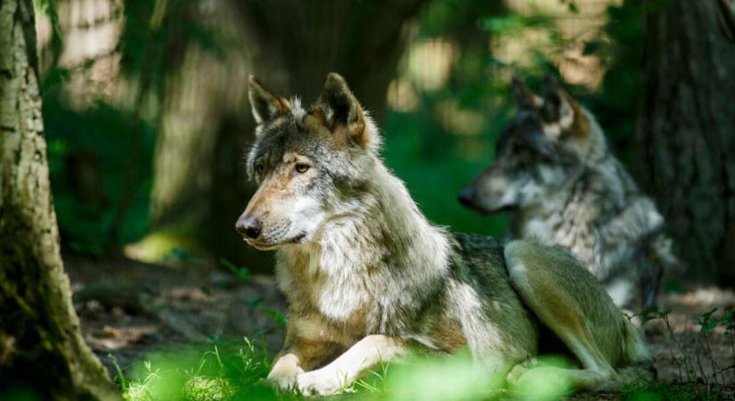 Farkasveszély a Bükkben – VIDEÓ a kóborló állatokról