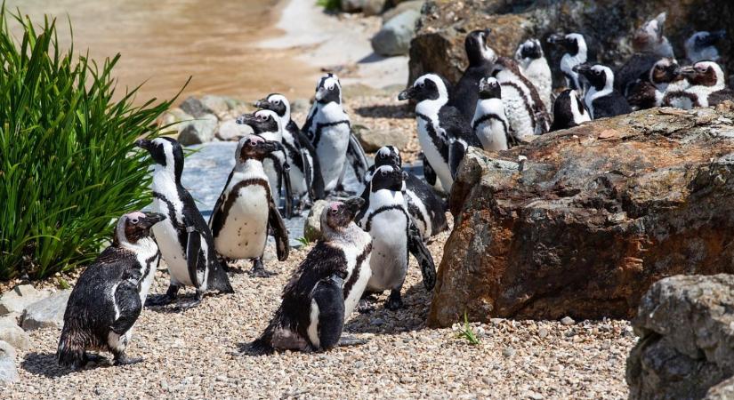 Veszélyben Afrika egyetlen pingvinfaja