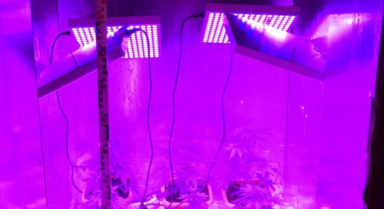 Letartóztatták az ózdi „növénytermesztőt”