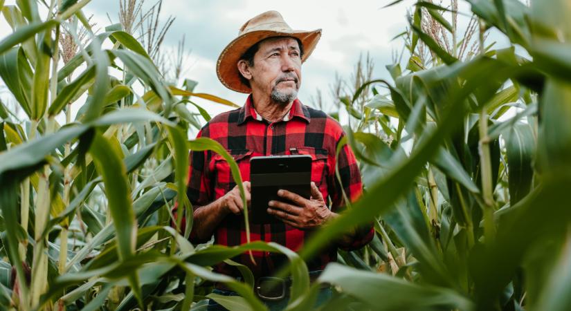 Hogyan védjük a kukoricát a rákkeltő aflatoxintól?