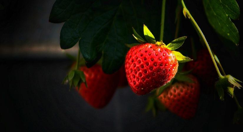 Új területre lép az egyiptomi szamóca-feldolgozás