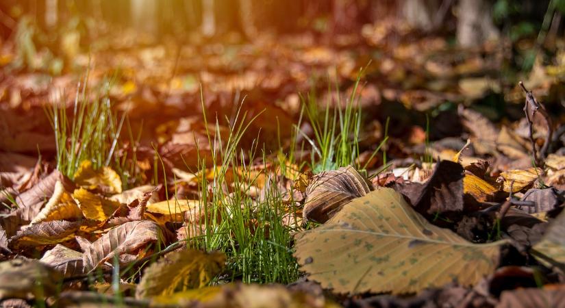 Mi legyen az avarral?