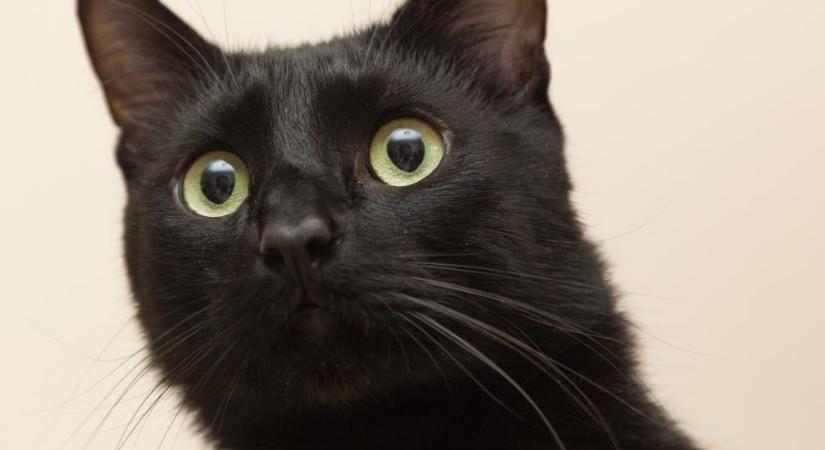 Óriási meglepetésre tért haza a 100 kilométerre keveredett macska