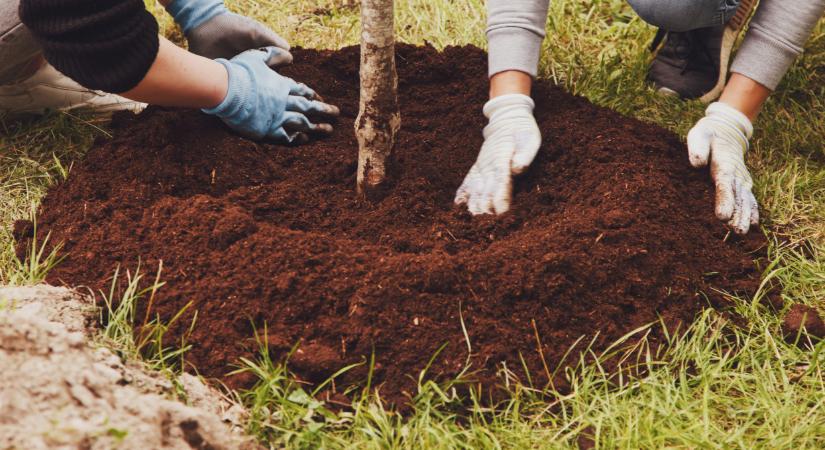 Rengeteg ilyen növényt ültettek Magyarországon: lassan mindent ellepnek?