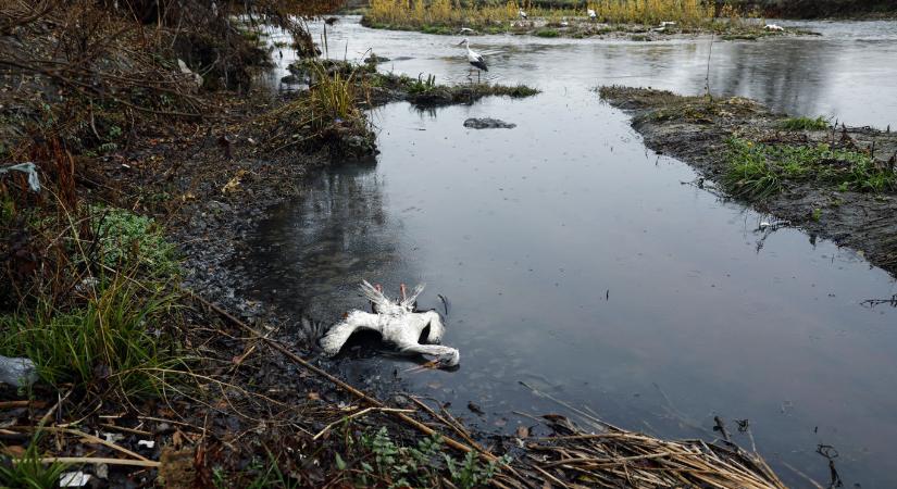 Több száz fehér gólya pusztult el madárinfluenzában Spanyolországban
