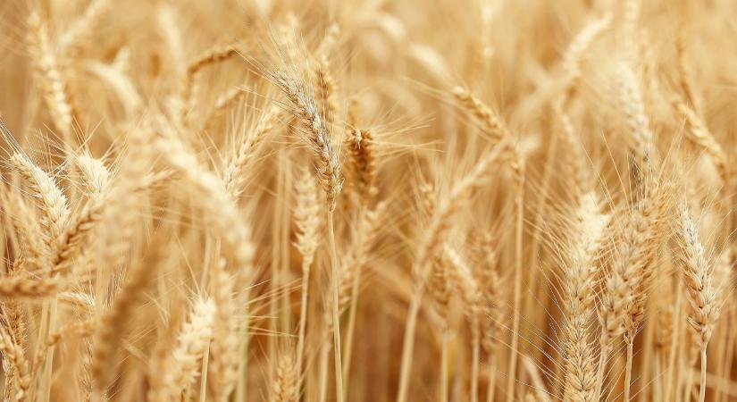 Annyi gabonája van Kínának, mint még soha