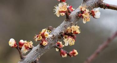 Pályázat nyílik a fagykáros ültetvények cseréjére