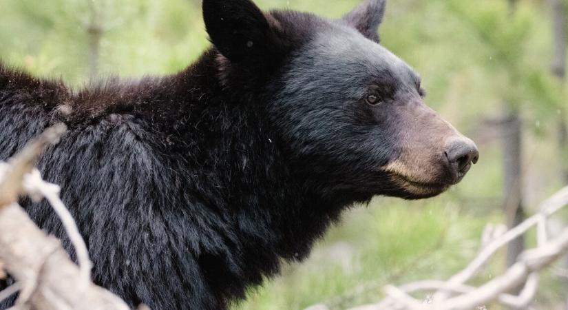 Elkezdte paskolgatni a belvárosba tévedt medve hatát, aminek majdnem csúnya vége lett
