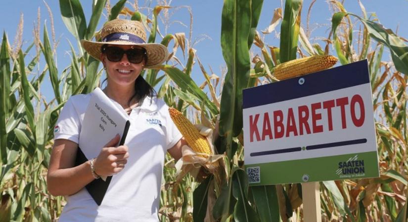 A szárazság új nyertesei: hibridek, amelyek bírják az aszályt