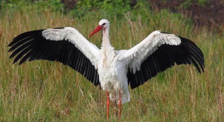Mi történt? 400 halott fehér gólyát találtak