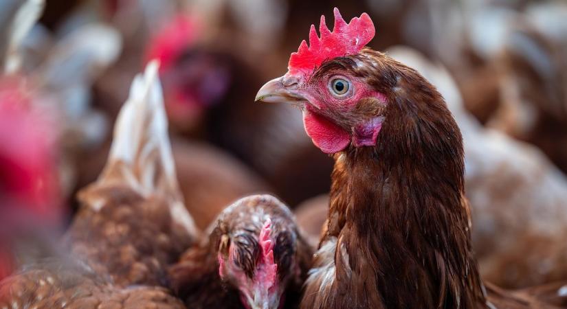 Veszélyes tulajdonságot fedeztek fel a madárinfluenzánál