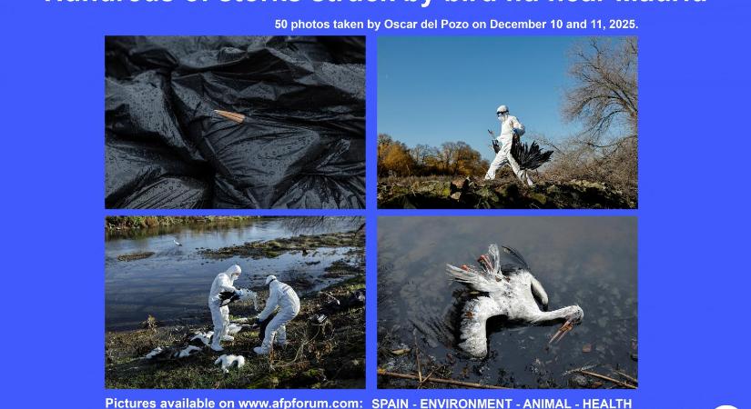 Gólyák százai pusztultak el madárinfluenzában Spanyolországban