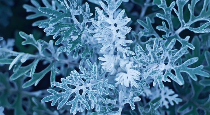 Fagy nélkül nincs tavasz, legalábbis nekik: a hidegcsírázók nagy titka