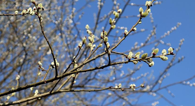 Megvan az Év Fája díj nyertese