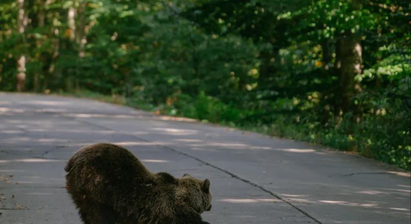 Egy új genetikai tanulmány szerint Romániában él Európa legnagyobb barnamedve-populációja