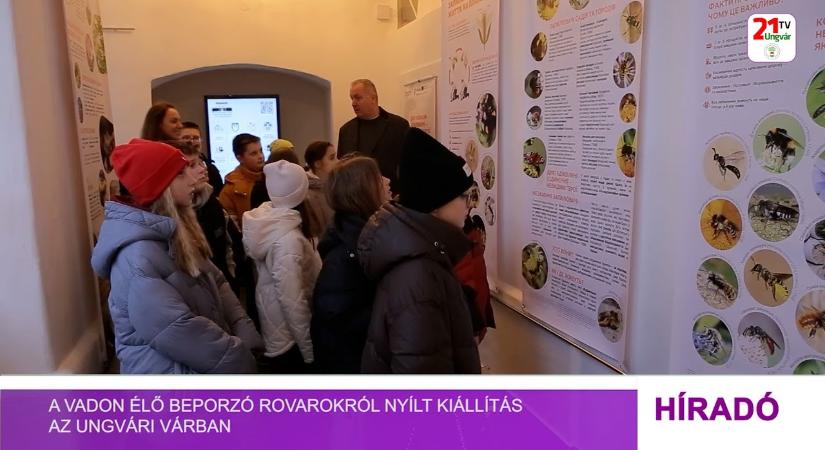 A vadon élő beporzó rovarokról nyílt kiállítás az ungvári várban (videó)