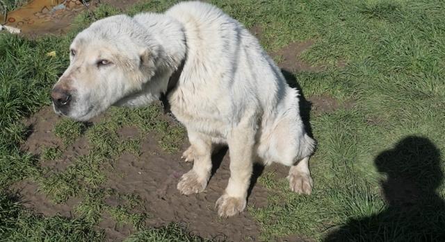 Szenvedett Pabló és Bobi a két borsodi kutyus