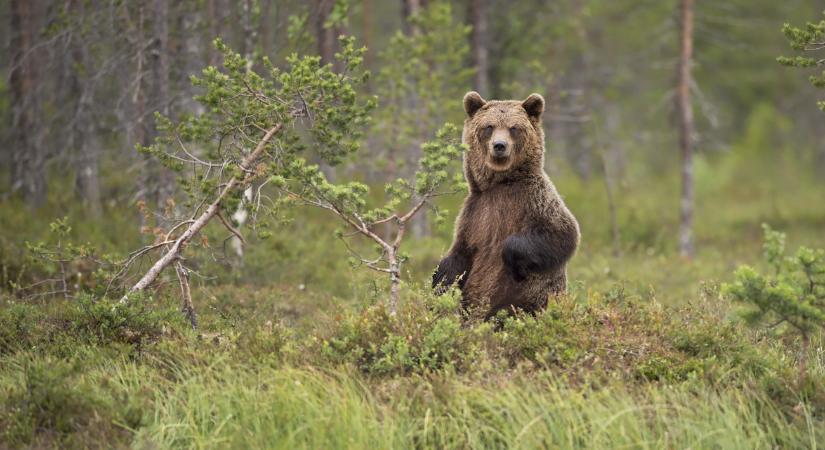Drámai helyzetbe kerültek a szlovákiai medvék