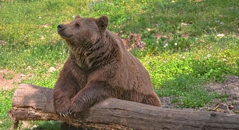 Adatvezérelt vadvédelem – így mentenék meg Románia medvéit