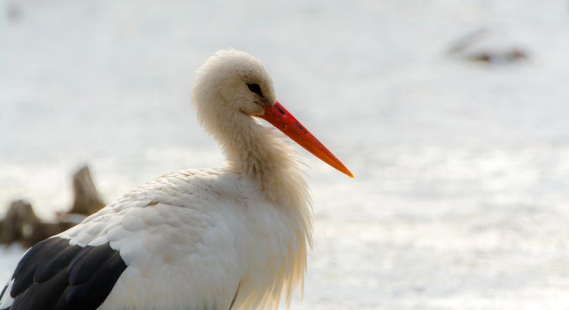 Madarak hurcolták be a halálos vírust: későn fújt riadót a hatóság?