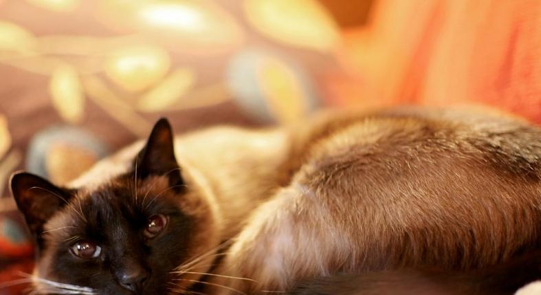 Ezt hiányolják leginkább a benti cicák – te ne kövesd el ezt a hibát!