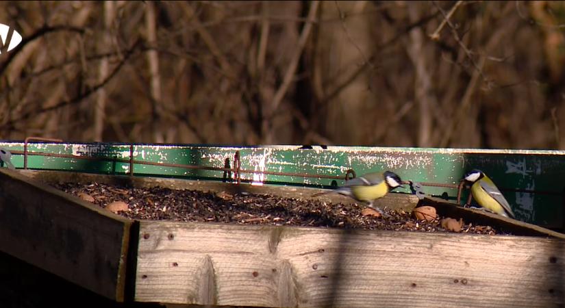 Szabályosan etessük a madarakat télen!