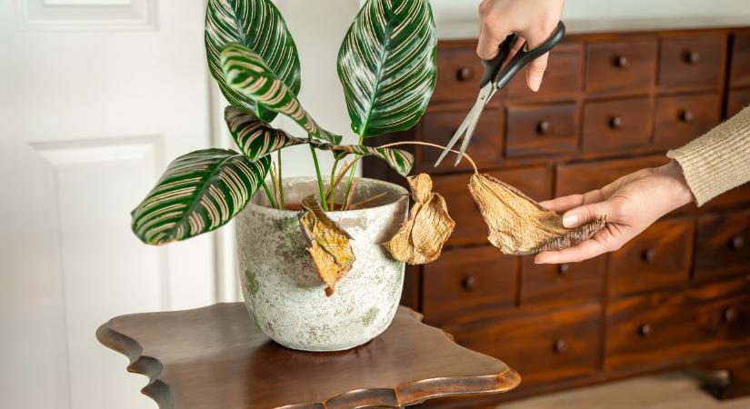 8 hiba, amit elkövethetsz télen a cserepes növények ápolásánál