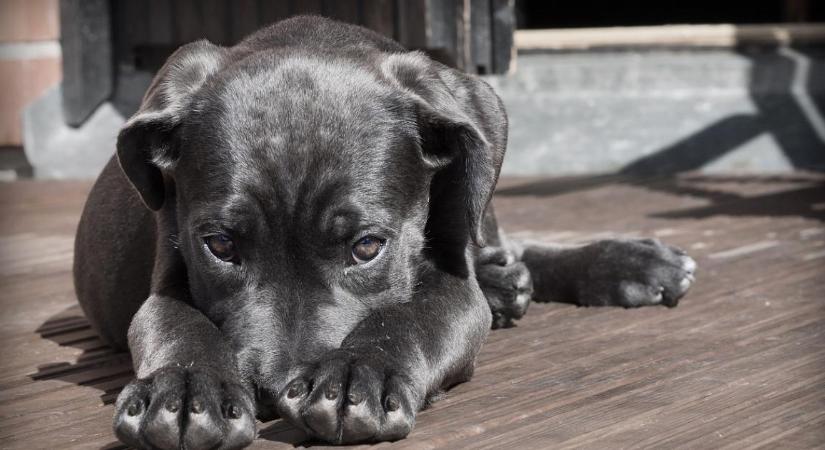 Hogyan segítsünk a félős kutyáknak szilveszterkor? Állatorvosi tanácsok az EBizódban – videóval