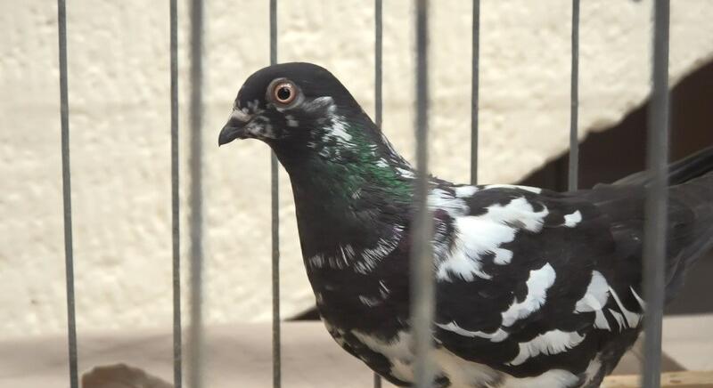 Madarak lepték el az iskolát