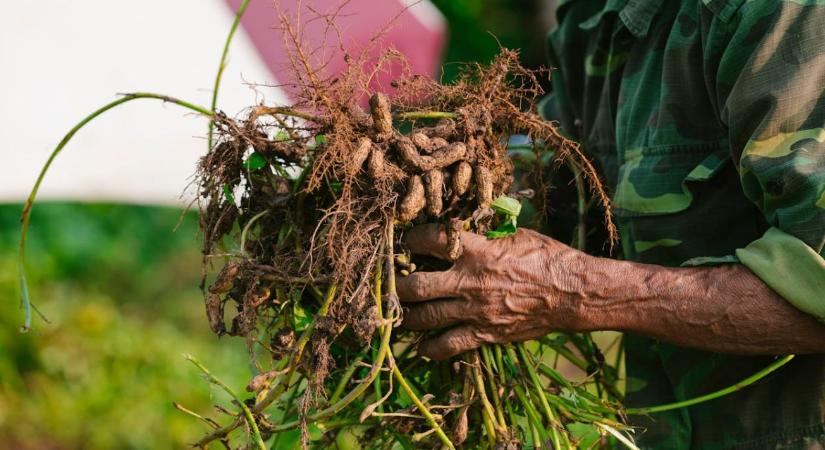 Miért kerül újra reflektorfénybe a földimogyoró?