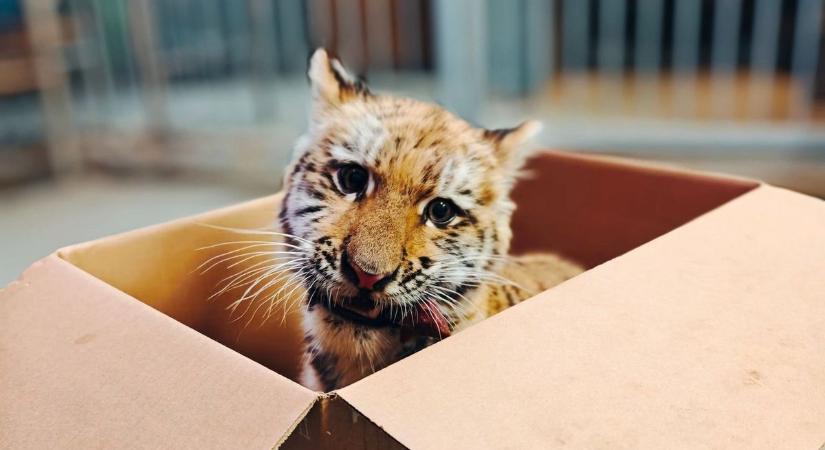 Elindult a szavazás: már csak ebből az 5 névből lehet nevet választani a füredi tigrisnek