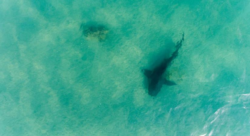 Cápatámadás ért egy szörföst, aki ennek ellenére nemet mondott a mentősöknek