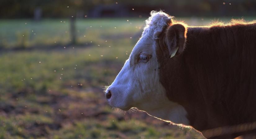 Figyeld a bankszámlád: újabb támogatás érkezik
