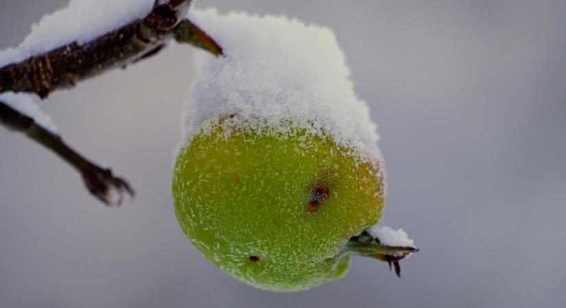 10 növény, amit decemberben kell metszeni – kertészek szerint így lesz gyönyörű tavaszra