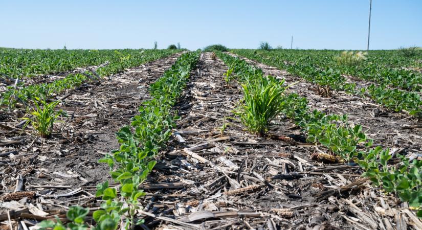 Aszály és a szárazság enyhítése ellen, No-Till direktvetőgéppel, amivel a Lemken kiegészíti vetőgépeinek kínálatát – itt az új Solitair NT