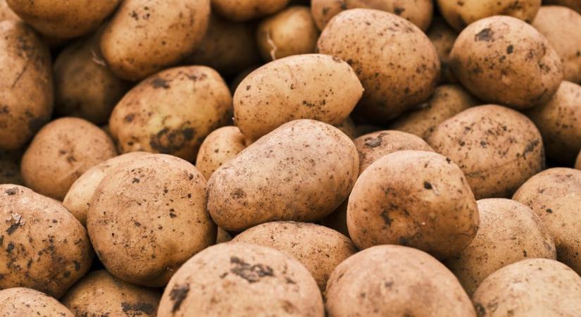 Burgonya téli tárolása – hogyan előzd meg a csírázást és penészesedést?