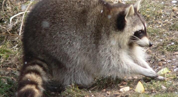 Részeg mosómedve esete – Latinul procyon lotor, magyarul egyszerüen ,,lator” volt a bundás