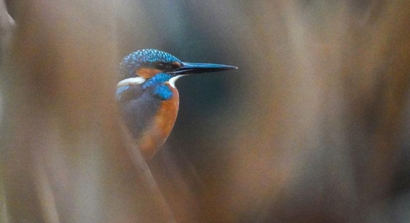 Ritka, mesésen szép madár a Veszprémvölgyből – online játékra hívunk!