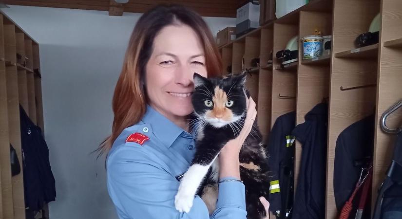 A macska, aki uralja a laktanyát: Delta újra reflektorfényben