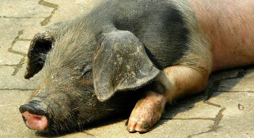 „Rendkívül dinamikus árváltozás zajlik most a sertéspiacon”