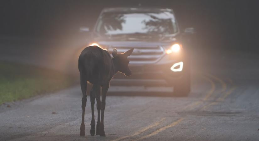 Kiugrik eléd a vad? Ezt NE tedd, mert csak rontasz a helyzeten