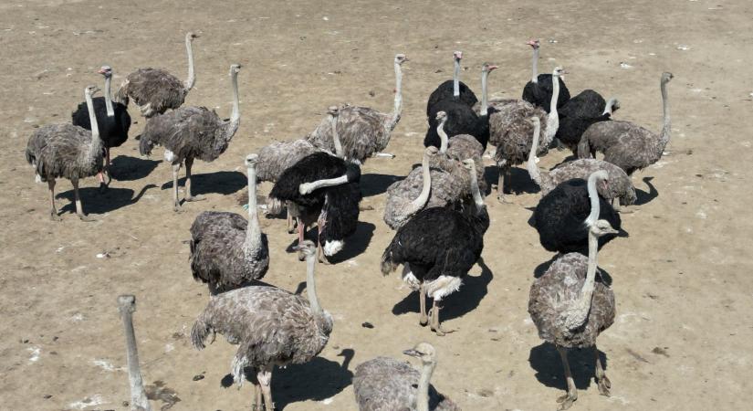Észak-Amerika összes járványtagadója egy struccfarm köré sereglett