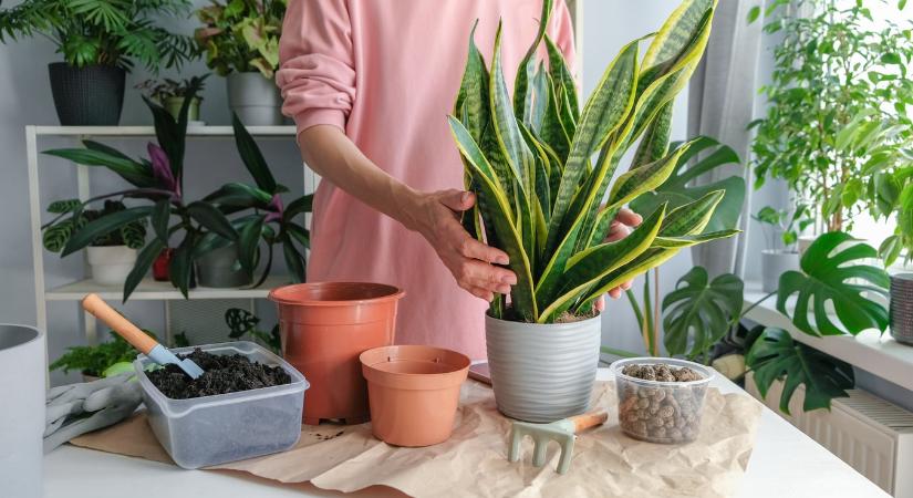 Ezen az egy apróságon múlhat, meddig élnek a szobanövényeid