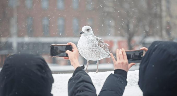 Lelkes amatőrök segítik elő a tudományos áttöréseket: madarakat dokumentálnak és galaxisok formáit osztályozzák
