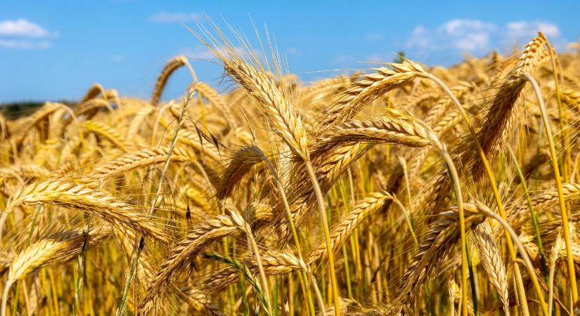 Zárókészletrekord fenyeget – mit hoz a következő búzaszezon?